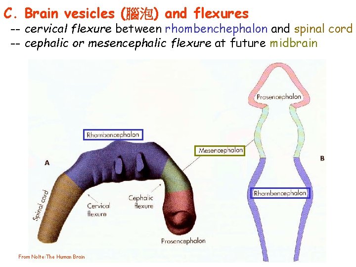 C. Brain vesicles (腦泡) and flexures -- cervical flexure between rhombenchephalon and spinal cord