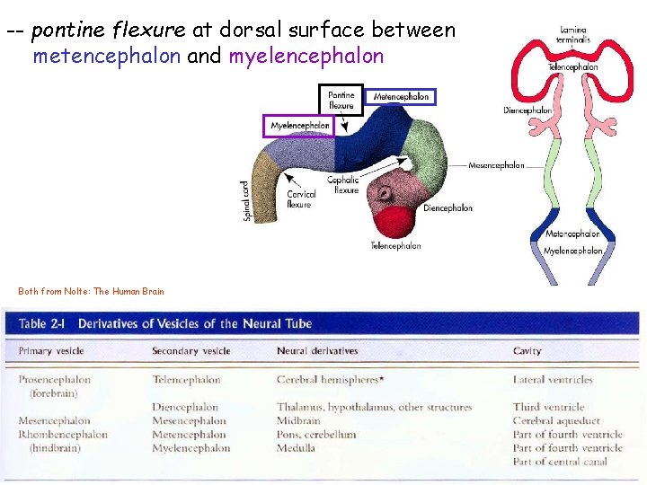 -- pontine flexure at dorsal surface between metencephalon and myelencephalon Both from Nolte: The