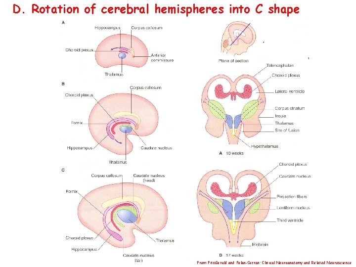 D. Rotation of cerebral hemispheres into C shape From Fitz. Gerald and Folan-Curran: Clinical