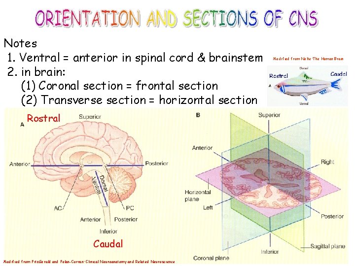 Notes 1. Ventral = anterior in spinal cord & brainstem 2. in brain: (1)
