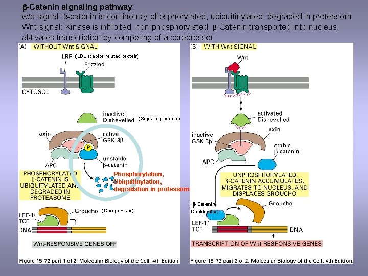 b-Catenin signaling pathway: w/o signal: b-catenin is continously phosphorylated, ubiquitinylated, degraded in proteasom Wnt-signal: