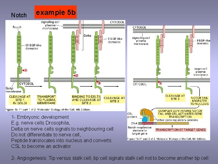 example Notch hedgehog 5 b 1 - Embryonic development E. g. nerve cells Drosophila,