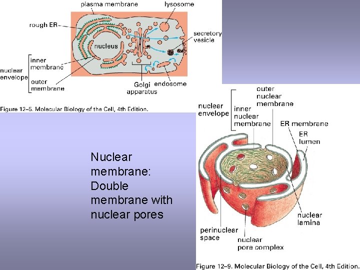 Nuclear membrane: Double membrane with nuclear pores 