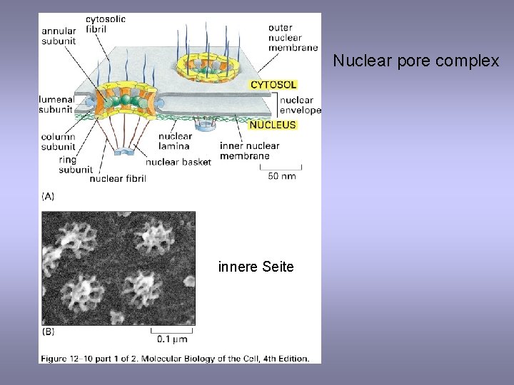 Nuclear pore complex innere Seite 