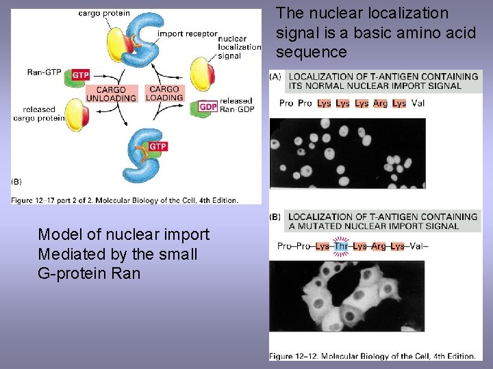 The nuclear localization signal is a basic amino acid sequence Model of nuclear import