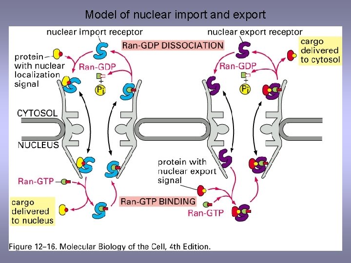 Model of nuclear import and export 