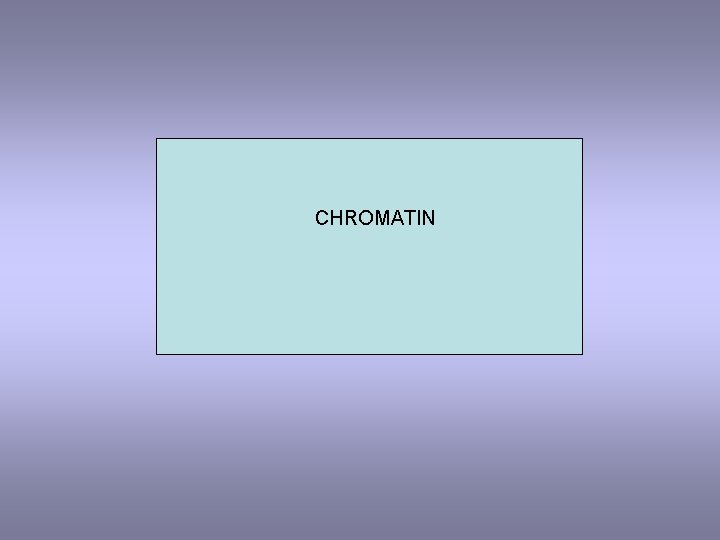 CHROMATIN 