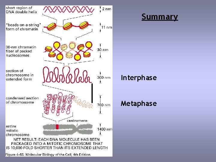 Summary Interphase Metaphase 