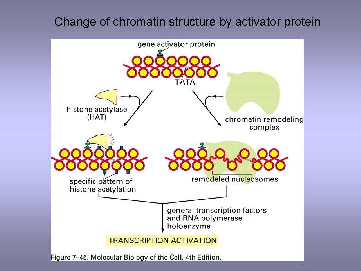 Change of chromatin structure by activator protein 