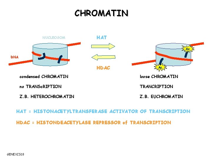 CHROMATIN NUCLEOSOM HAT Ac DNA HDAC Ac condensed CHROMATIN loose CHROMATIN no TRANSc. RIPTION
