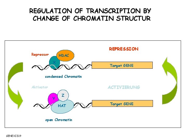 REGULATION OF TRANSCRIPTION BY CHANGE OF CHROMATIN STRUCTUR REPRESSION Repressor HDAC X Target GENE