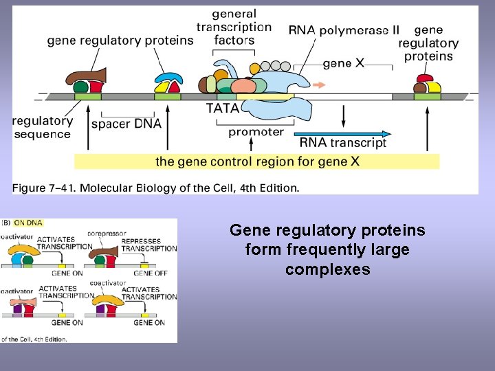 Gene regulatory proteins form frequently large complexes 