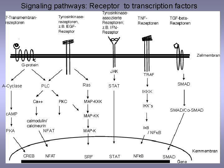 Signaling pathways: Receptor to transcription factors A-Cyclase PLC Ras SMAD STAT IKKK SMAD/Co-SMAD c.