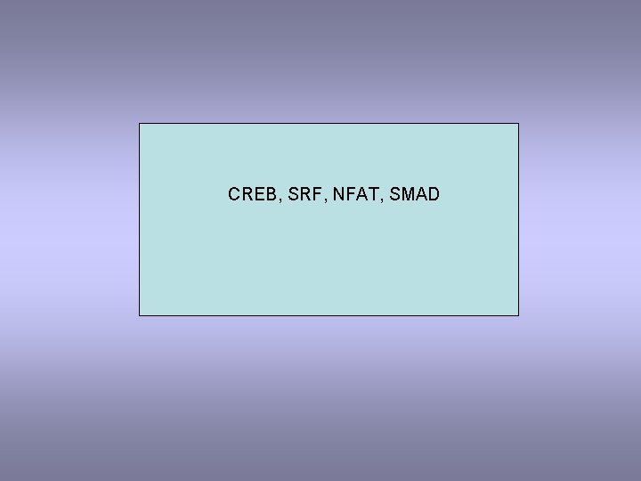 CREB, SRF, NFAT, SMAD 