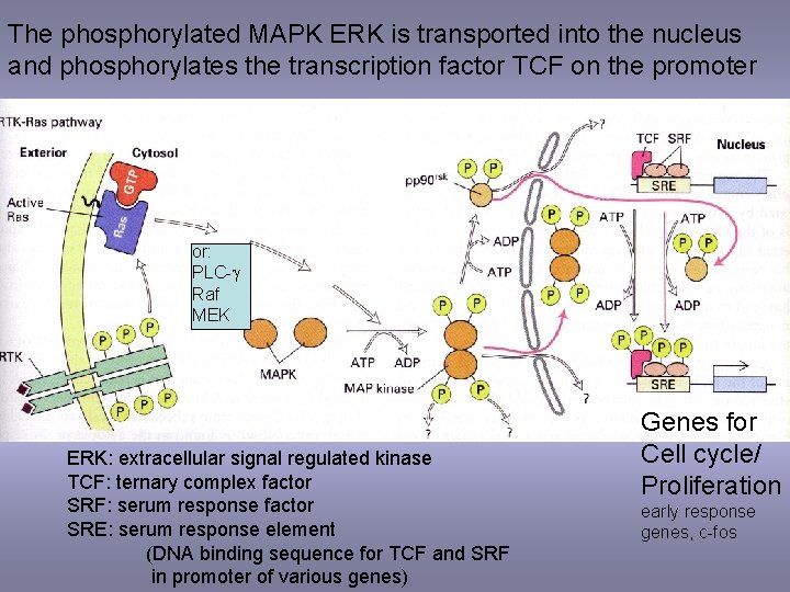 The phosphorylated MAPK ERK is transported into the nucleus and phosphorylates the transcription factor