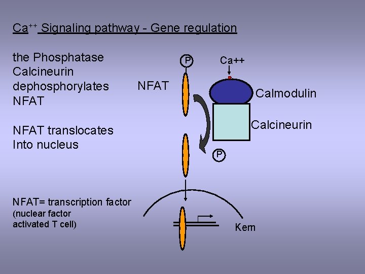 Ca++ Signaling pathway - Gene regulation the Phosphatase Calcineurin dephosphorylates NFAT translocates Into nucleus