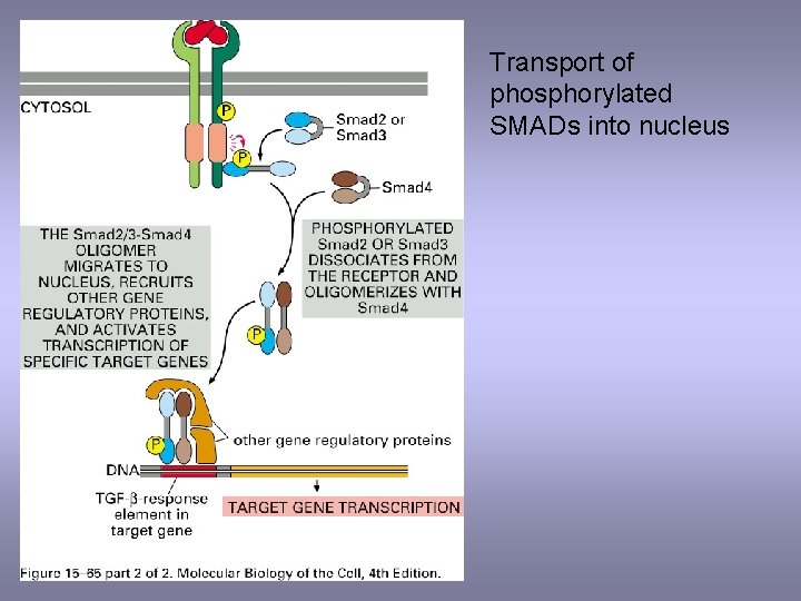 Transport of phosphorylated SMADs into nucleus 