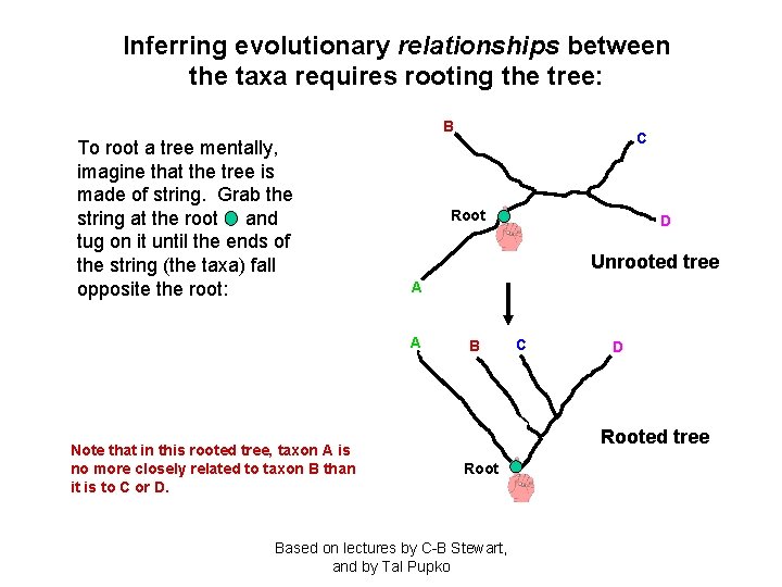 Inferring evolutionary relationships between the taxa requires rooting the tree: B To root a