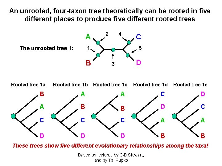 An unrooted, four-taxon tree theoretically can be rooted in five different places to produce