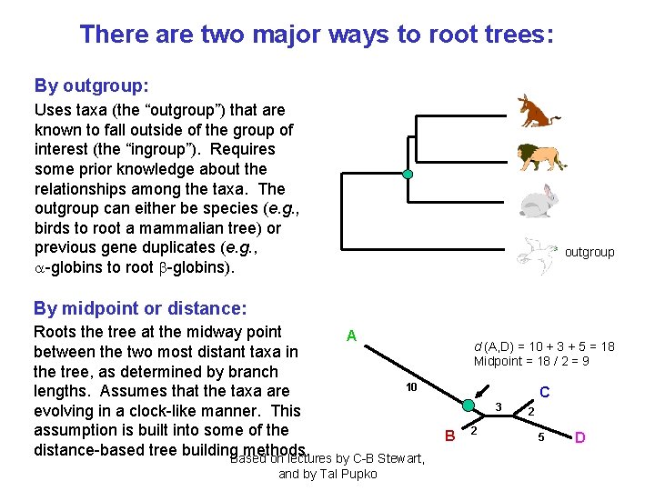 There are two major ways to root trees: By outgroup: Uses taxa (the “outgroup”)