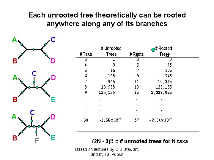 Each unrooted tree theoretically can be rooted anywhere along any of its branches C