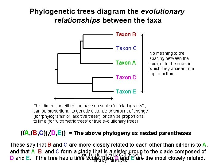 Phylogenetic trees diagram the evolutionary relationships between the taxa Taxon B Taxon C Taxon
