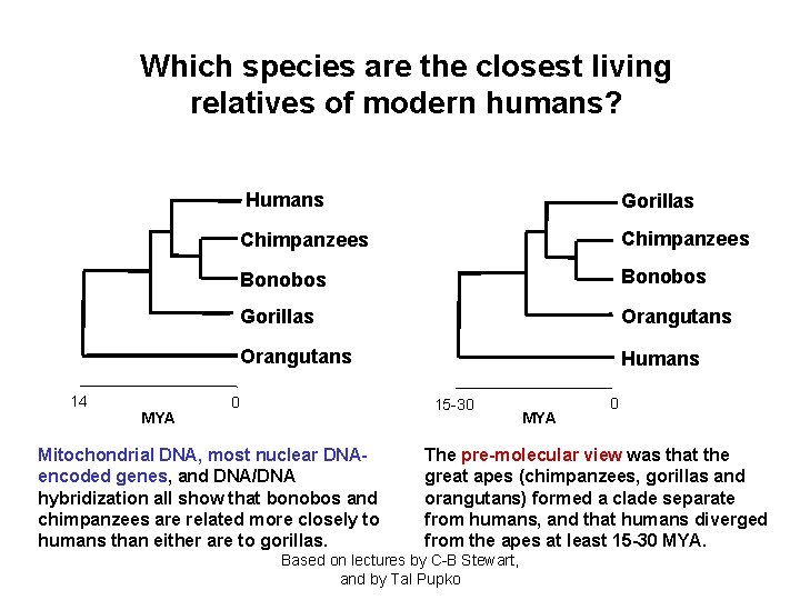 Which species are the closest living relatives of modern humans? 14 MYA Humans Gorillas