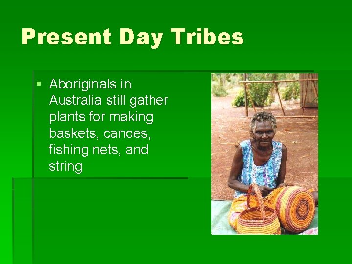 Present Day Tribes § Aboriginals in Australia still gather plants for making baskets, canoes,