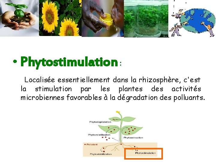  • Phytostimulation : Localisée essentiellement dans la rhizosphère, c'est la stimulation par les