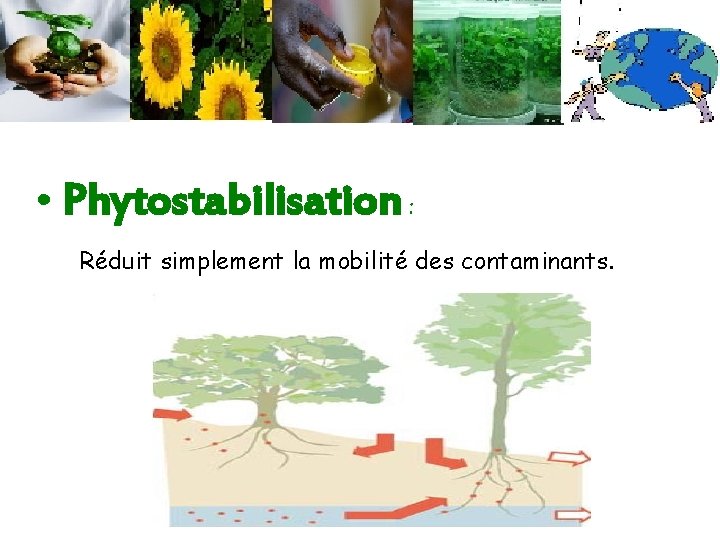  • Phytostabilisation : Réduit simplement la mobilité des contaminants. 