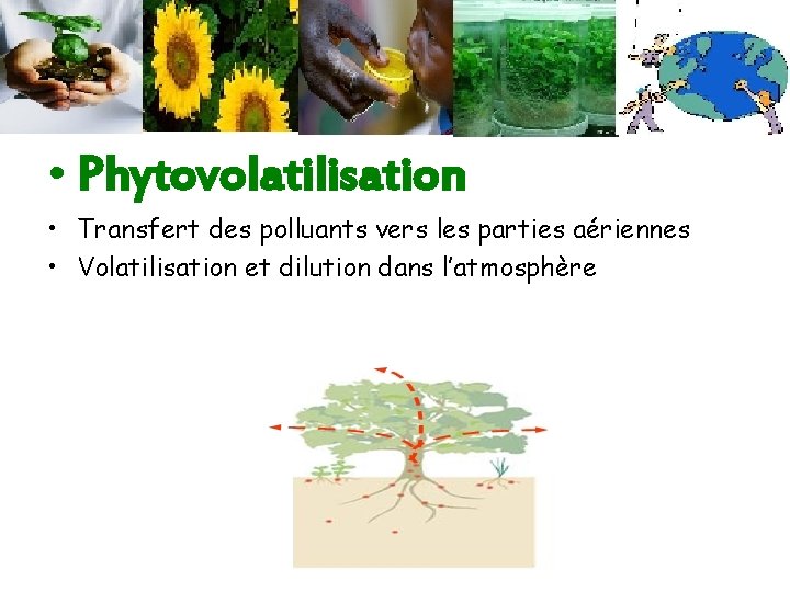  • Phytovolatilisation • Transfert des polluants vers les parties aériennes • Volatilisation et