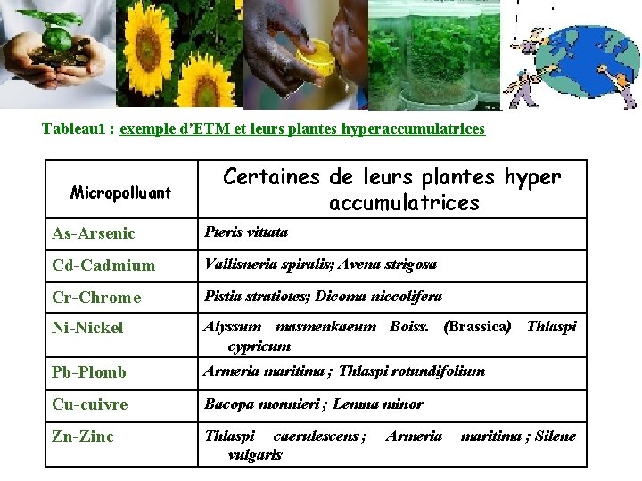 Tableau 1 : exemple d’ETM et leurs plantes hyperaccumulatrices Micropolluant Certaines de leurs plantes