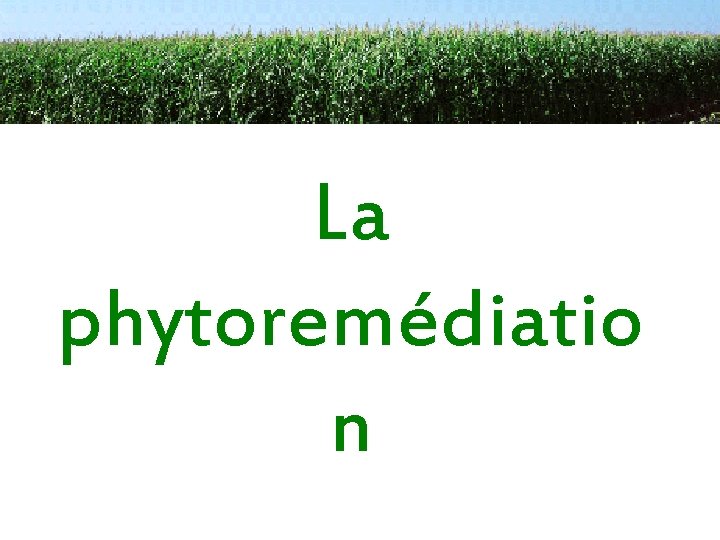 La phytoremédiatio n 