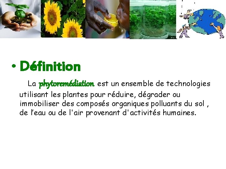  • Définition La phytoremédiation est un ensemble de technologies utilisant les plantes pour