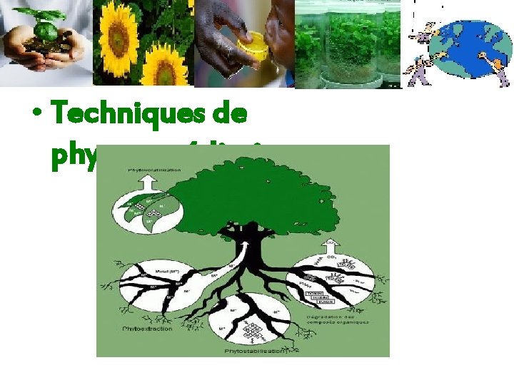  • Techniques de phytoremédiation : 