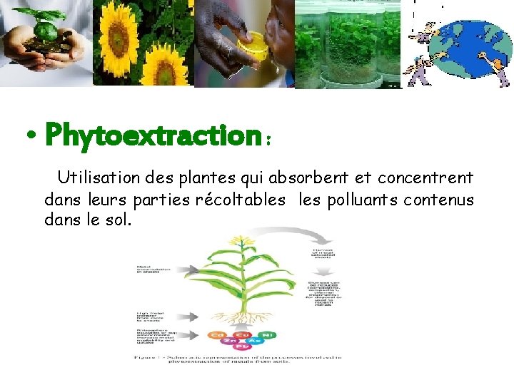  • Phytoextraction : Utilisation des plantes qui absorbent et concentrent dans leurs parties