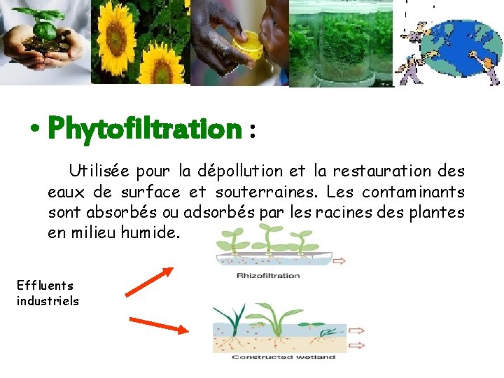  • Phytofiltration : Utilisée pour la dépollution et la restauration des eaux de