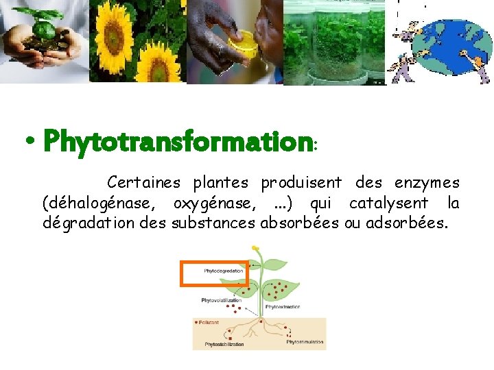  • Phytotransformation: Certaines plantes produisent des enzymes (déhalogénase, oxygénase, . . . )