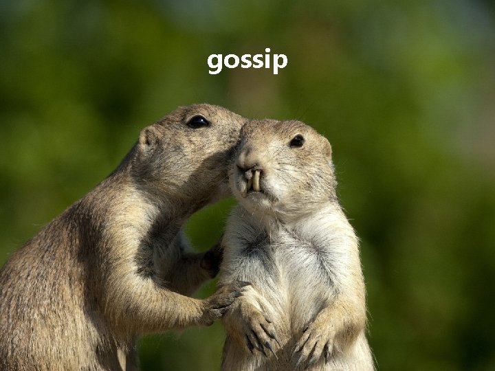 gossip gossip