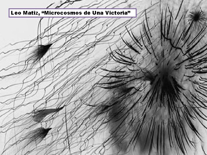 Leo Matiz, “Microcosmos de Una Victoria” 