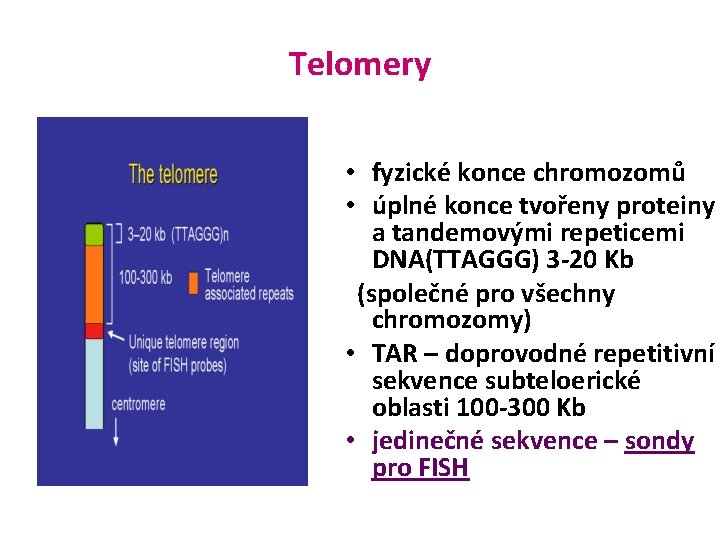 Telomery • fyzické konce chromozomů • úplné konce tvořeny proteiny a tandemovými repeticemi DNA(TTAGGG)