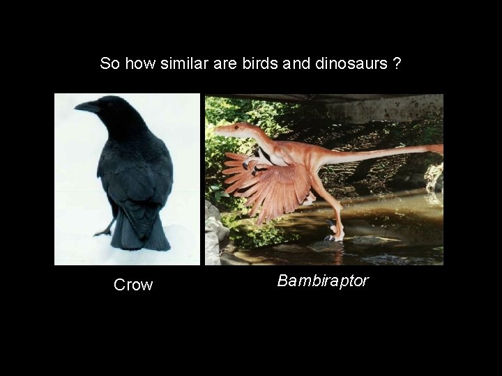 So how similar are birds and dinosaurs ? Crow Bambiraptor 