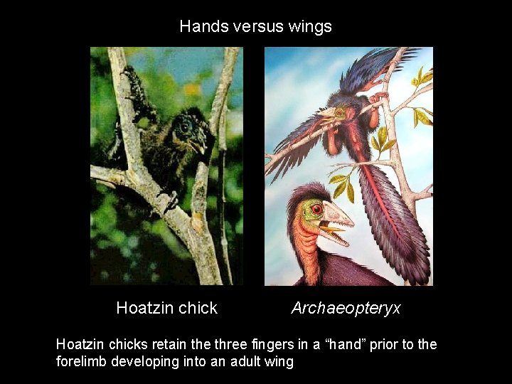 Hands versus wings Hoatzin chick Archaeopteryx Hoatzin chicks retain the three fingers in a