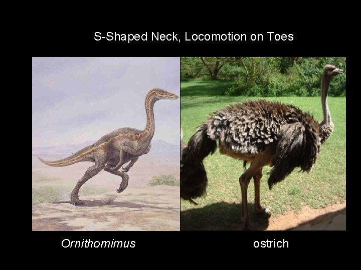 S-Shaped Neck, Locomotion on Toes Ornithomimus ostrich 