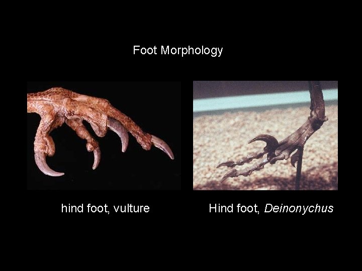 Foot Morphology hind foot, vulture Hind foot, Deinonychus 
