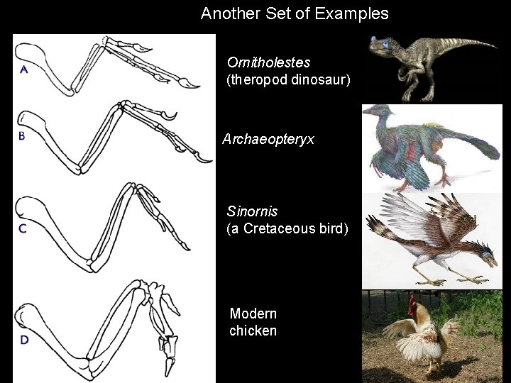 Another Set of Examples Ornitholestes (theropod dinosaur) Archaeopteryx Sinornis (a Cretaceous bird) Modern chicken