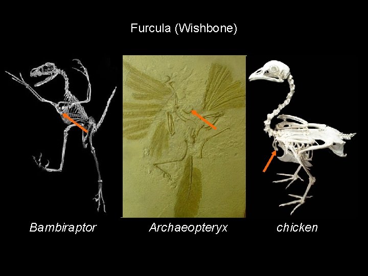 Furcula (Wishbone) Bambiraptor Archaeopteryx chicken 