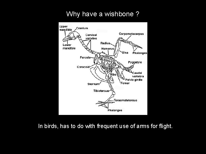 Why have a wishbone ? In birds, has to do with frequent use of