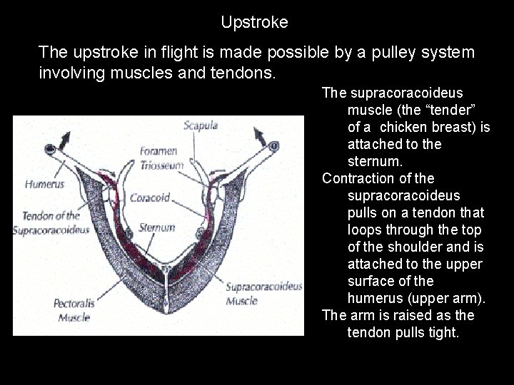 Upstroke The upstroke in flight is made possible by a pulley system involving muscles