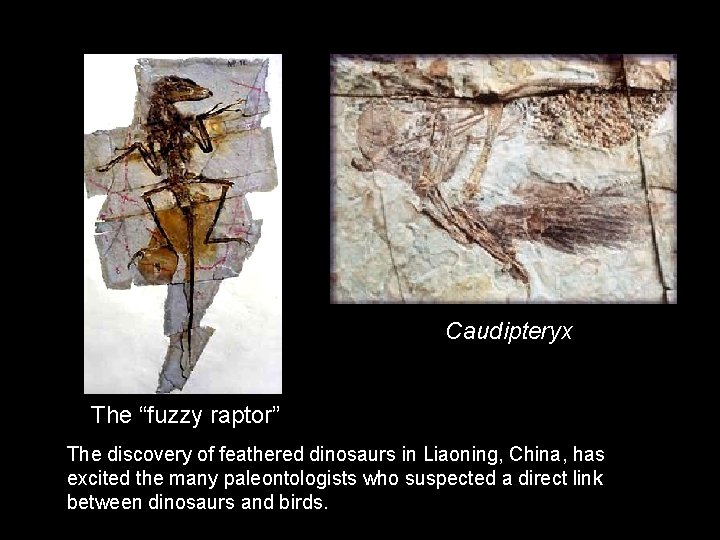 Caudipteryx The “fuzzy raptor” The discovery of feathered dinosaurs in Liaoning, China, has excited